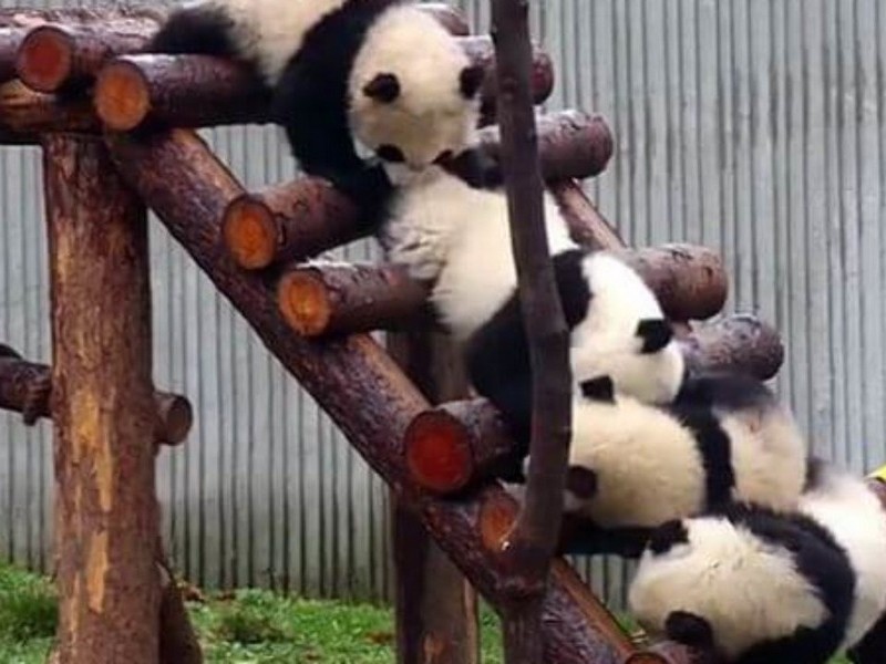 Панда на лестнице
